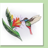 humming bird