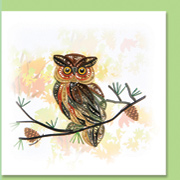 owl