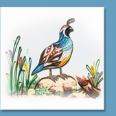 California Quail