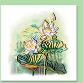 white lotus